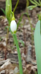 Leucojum aestivum aestivum