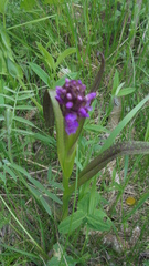 Dactylorhiza incarnata cruenta