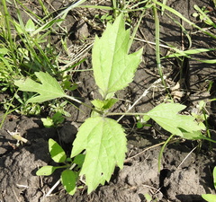 Cyclachaena xanthiifolia