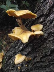 Armillaria luteobubalina