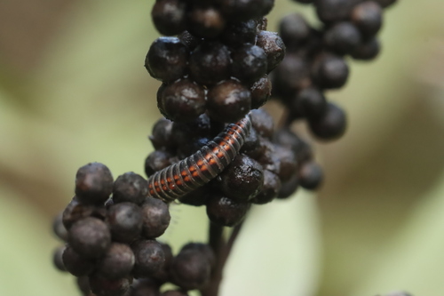 Striped Millipede