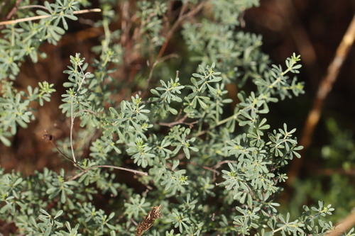 prostrate Canary clover