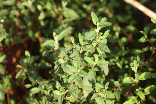 Sage-leaved Rock-rose