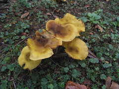 Armillaria luteobubalina