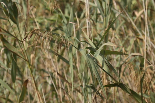 common reed
