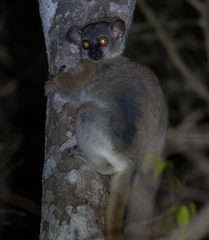 Lepilemur ruficaudatus