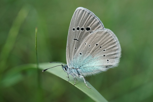 Green-underside Blue