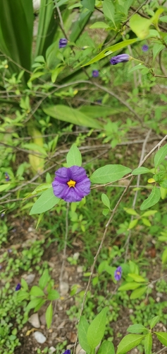 Lycianthes observed 2026-10-21
