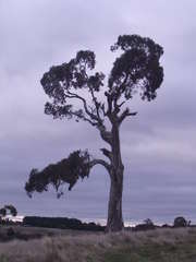Eucalyptus rubida