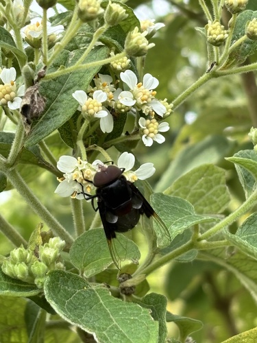 Mexican Cactus Fly