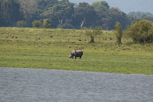 Rhinoceros unicornis, 2026-10-16