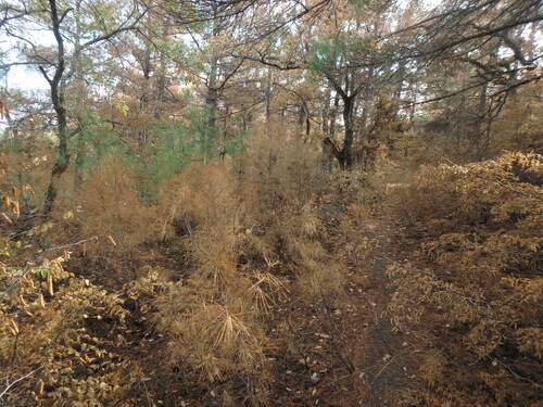 Pinus brutia observed 2026-10-17