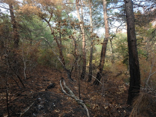 Pinus brutia observed 2026-10-17