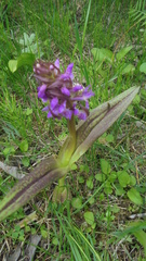 Dactylorhiza incarnata cruenta