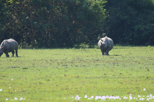 Rhinoceros unicornis, 2026-10-16