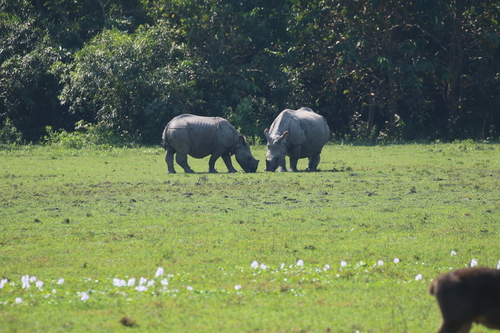 Rhinoceros unicornis, 2026-10-16