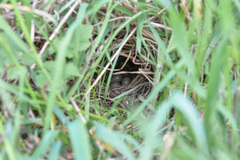 Motacilla citreola