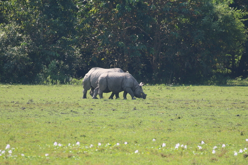 Rhinoceros unicornis, 2026-10-16