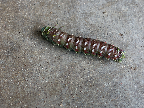 Hubbard's Silk Moth