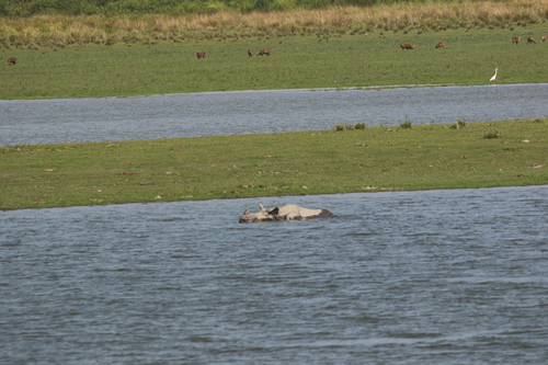 Rhinoceros unicornis, 2026-10-16