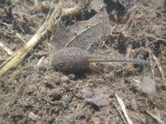 Rana latastei