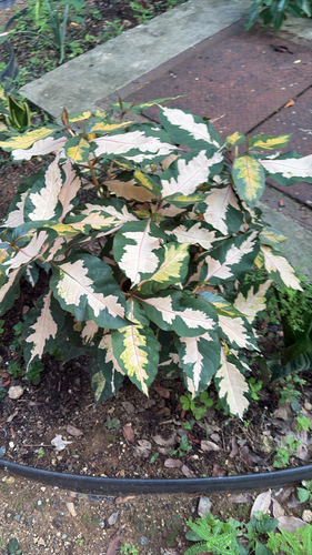Graptophyllum pictum observed 2026-10-21