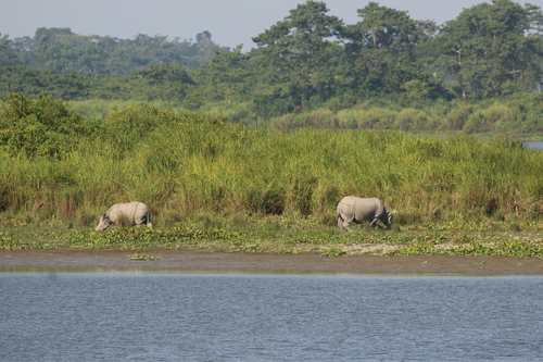 Rhinoceros unicornis, 2026-10-16
