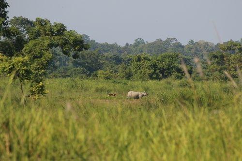 Rhinoceros unicornis, 2026-10-16