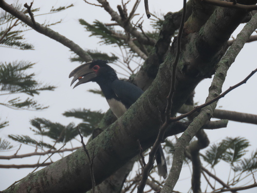 iNaturalist image