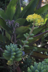 Sedum pachyphyllum