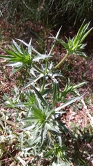 Eryngium caeruleum