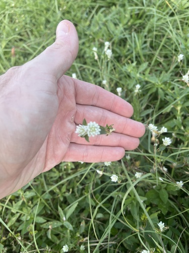 Gomphrena serrata observed 2026-10-21
