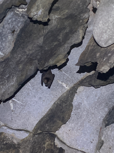 Hipposideros galeritus observed 2024-09-18