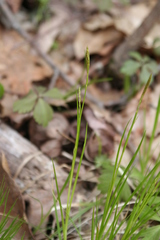 Carex assiniboinensis