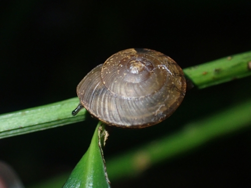 Microcystis observed 2026-10-20