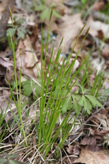 Carex assiniboinensis