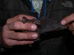 Idionycteris phyllotis