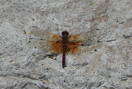 Red Rock Skimmer