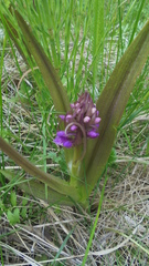 Dactylorhiza incarnata cruenta