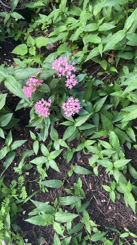 Pentas lanceolata observed 2026-10-21