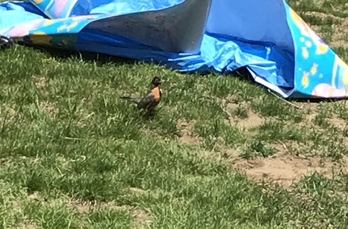 American Robin photographed in Maine