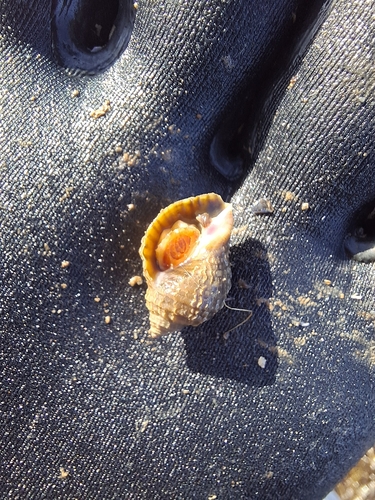Nucella lapillus observed 2026-10-21