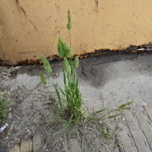 Rostraria cristata observed 2026-10-21