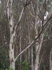 Eucalyptus pauciflora