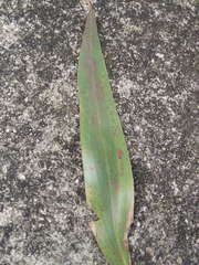 Eucalyptus pauciflora