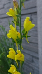 Linaria genistifolia