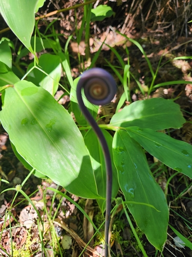 Dicranopteris linearis, 2026-10-21