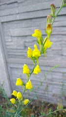 Linaria genistifolia