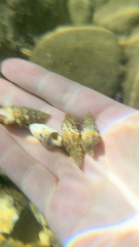 Cerithium observed 2026-10-20