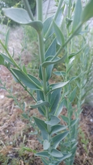 Linaria genistifolia